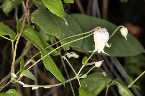 Clematis reticulata #1